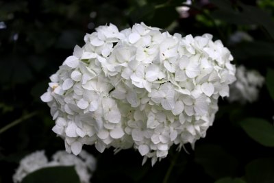 Hydrangea arborescens - hortenzie stromečkovitá - květ1